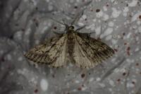 Tephronia sepiaria