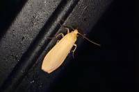 Wittia sororcula