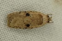 Agonopterix yeatiana