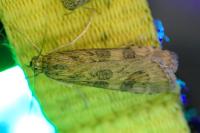 Nomophila noctuella