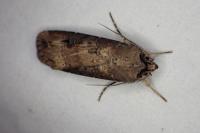 Agrotis ipsilon
