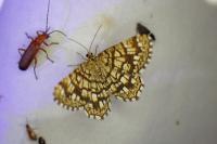 Chiasmia clathrata