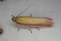 Oncocera semirubella