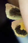 Noctua janthina