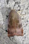 Noctua janthina