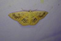 Cyclophora annularia