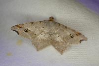 Macaria alternata