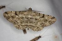 Peribatodes rhomboidaria