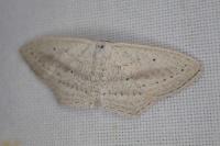 Scopula emutaria