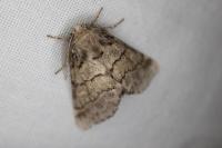 Gluphisia crenata