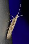 Plutella xylostella