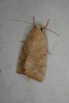 Cosmia trapezina