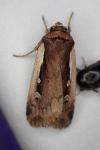 Ochropleura plecta