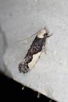 Monopis monachella