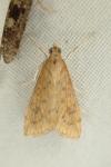 Udea ferrugalis
