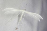 Pterophorus pentadactylus
