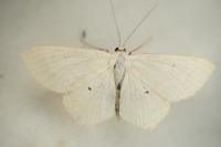 Scopula floslactata