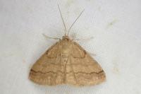 Scopula rubiginata