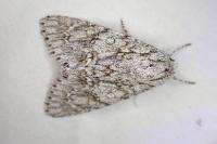 Acronicta aceris