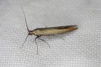 Coleophora frischella