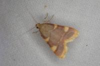 Hypsopygia costalis