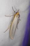 Eilema caniola
