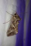 Autographa gamma