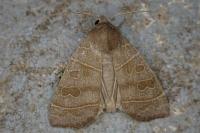 Ipimorpha subtusa
