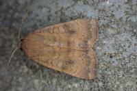 Noctua interjecta