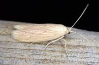 Ematheudes punctella