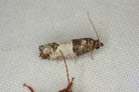 Epinotia thapsiana