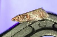 Acrobasis advenella
