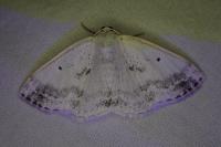 Lomographa temerata