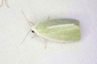 Earias clorana