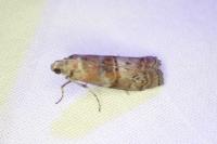 Phycita roborella