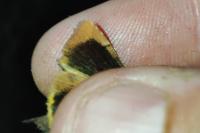 Noctua janthina