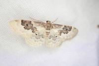 Idaea rusticata