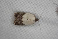 Acleris variegana