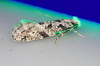Nemapogon inconditellus