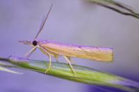Pediasia contaminella