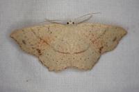 Cyclophora punctaria