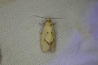 Agapeta hamana