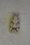 Symmoca signatella