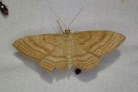Idaea ochrata
