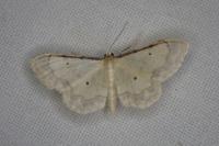Idaea politaria