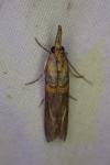 Etiella zinckenella