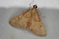 Endotricha flammealis