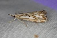 Catoptria falsella