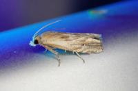 Eucosma