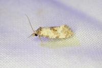 Cochylis molliculana